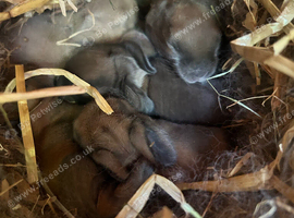 Mini lop rabbits ready 22nd November