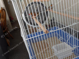 Finches for Sale.