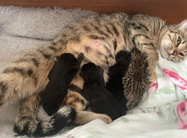 Bengal kittens available