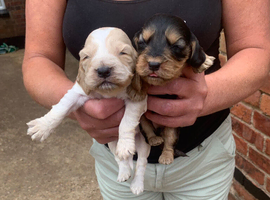 Show cocker spaniels