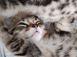 2 beautiful tabby kittens