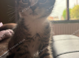 Kitten for sale