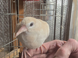 Dove