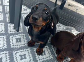 1 boy Dachund left Dachshund