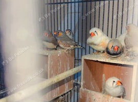 Ready to breed all pair