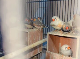 7 8 pair breeder with eggs