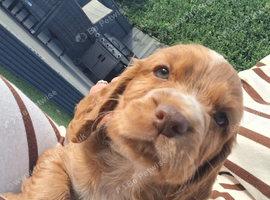 Cocker spaniel puppies