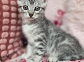 Bengal Cross Maine Coon Kittens Ready Now