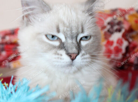Ragdoll kittens