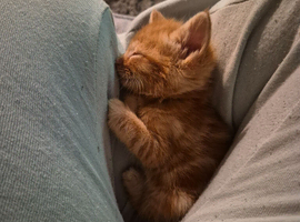 Kittens for sale