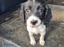 2 beautiful springer pups