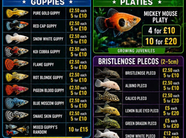 Tropical fish
