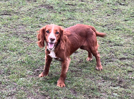 2 year old red and white cocker