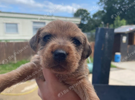 Patterjack puppies