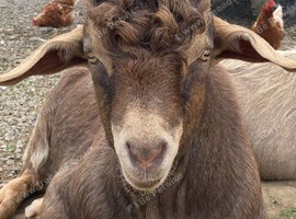 X2 Toggenburg Dairy Goats