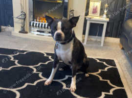 Boston Terrier for Stud