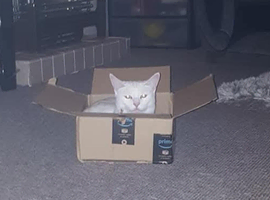 Pure white male cat