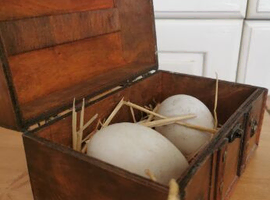 Embden Goose eggs geese eggs hatching eggs