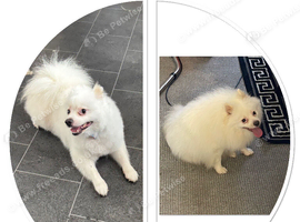 Beautiful Purebred Pomeranian Boy - 2 Years Old - With Pedigree & Passport