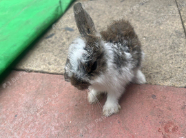 Stunning baby rabbits