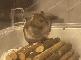 Baby hamster