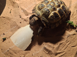 3 year old Horsefield Tortoise