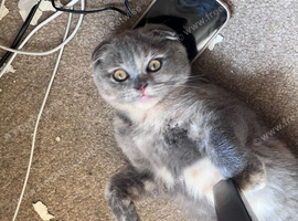 Scottish fold kittens