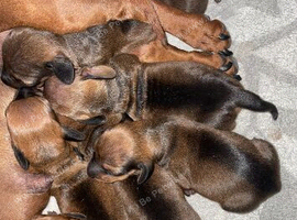 6 beautiful dachshund puppies for sale