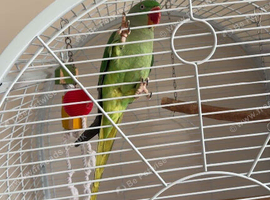 Alexandrine Parrot