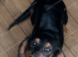 Miniature dachshund girl for sale