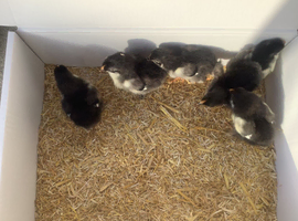 French Black Copper Maran Chicks