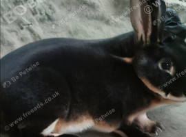 REX X 2 BABY BUNNYS