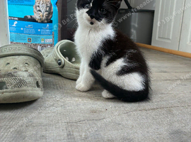 3 beautiful kittens ready to leave 24/10/2026