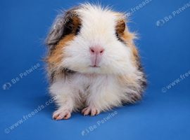 Merino guinea pig sow pet