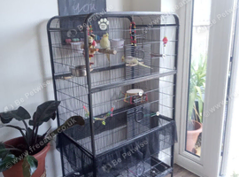 Rehoming my two cockatiels, everything and cage included for &pound;265