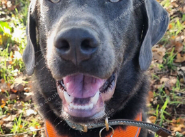 Male Charcoal Lab