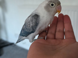 Hand tame baby lovebird