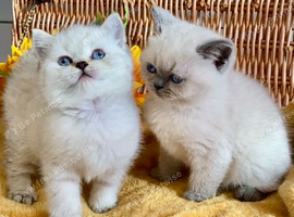 ABSOULETLY BEAUTIFUL PURE BRED BSH TEDDY BEARS