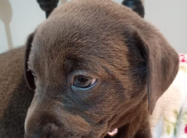 Beautiful Labrador puppies