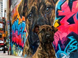 Female mastiff x herder