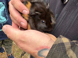 Guinea pigs