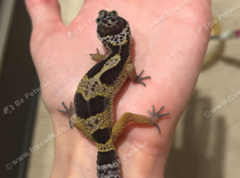 Baby leopard gecko+set up