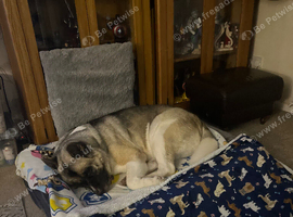 Akita