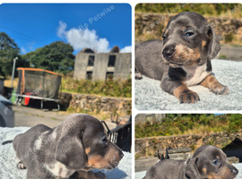 PRA CLEAR MINIATURE DACHSHUND PUPPIES