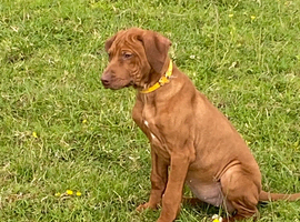KC reg Rhodesian Ridgeback puppy