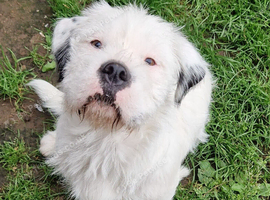 Terrier x westie female