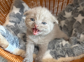 Beautiful BSH Scottish Fold & Straight Kittens