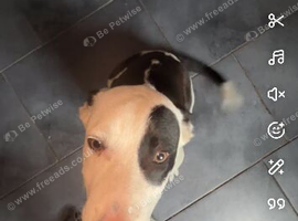 Staffy collie cross