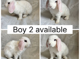 1 beautiful baby mini lop CAN LEAVE NOW