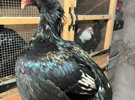 Pure pakistani aseel poulets/stag and one indian stag